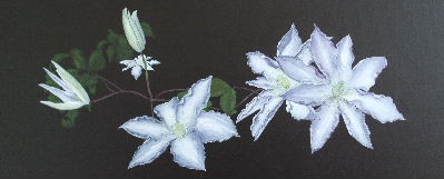 Stunning Clematis "Gillian Blades", Acrylic, 16" x 40"
